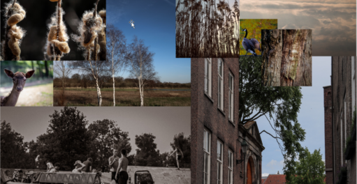 Den Bosch collage